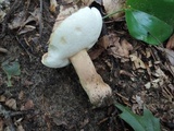 Gyroporus castaneus image