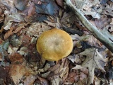 Xanthoconium affine image