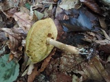 Xanthoconium affine image