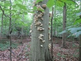 Pleurotus pulmonarius image