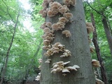 Pleurotus pulmonarius image