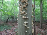 Pleurotus pulmonarius image
