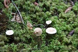 Ripartites tricholoma image