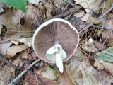 Agaricus placomyces image