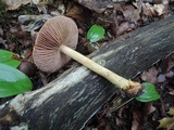 Cortinarius corrugatus image