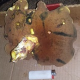 Boletus carminiporus image