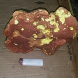 Boletus carminiporus image