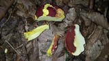 Boletus carminiporus image