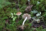 Hebeloma pusillum image