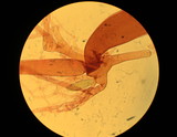 Spinellus fusiger image