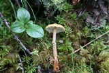 Cystoderma fallax image