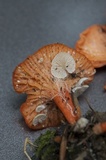 Entoloma parasiticum image