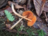 Entoloma quadratum image
