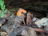 Entoloma quadratum image
