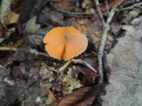 Entoloma quadratum image