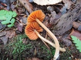 Entoloma quadratum image