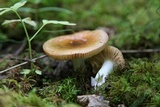 Russula decolorans image