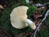 Pleurotus dryinus image