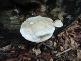Climacodon septentrionalis image