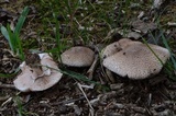 Agaricus pattersoniae image