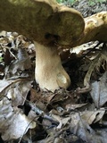 Boletus variipes image
