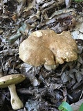 Boletus variipes image