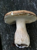 Boletus variipes image