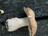 Boletus variipes image