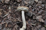 Leccinum alaskanum image