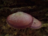Callistosporium purpureomarginatum image
