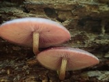 Callistosporium purpureomarginatum image