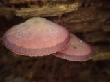 Callistosporium purpureomarginatum image