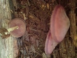 Callistosporium purpureomarginatum image