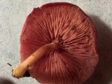 Callistosporium purpureomarginatum image