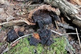 Inonotus obliquus image