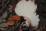 Fistulina hepatica image
