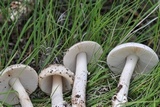 Amanita sect. Vaginatae image