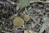Lycoperdon echinatum image