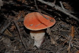 Fistulina hepatica image