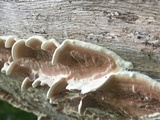 Gloeoporus dichrous image