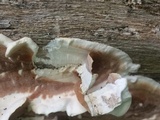 Gloeoporus dichrous image