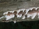 Gloeoporus dichrous image