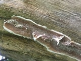 Gloeoporus dichrous image