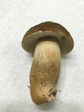 Boletus variipes image