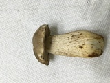 Retiboletus griseus image