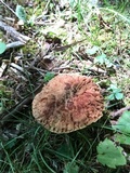 Xerocomus hortonii image