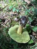 Xerocomus hortonii image