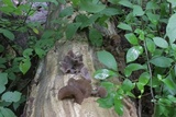 Auricularia angiospermarum image