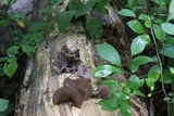 Auricularia angiospermarum image