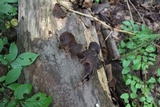 Auricularia angiospermarum image
